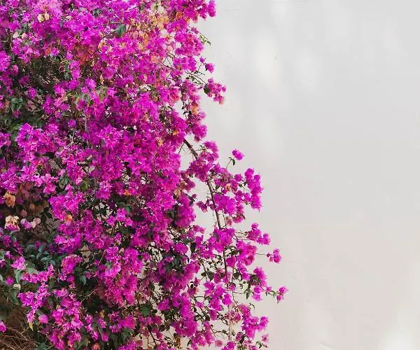 Ritual De Terra & Jávea